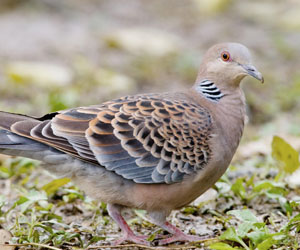 Хүүрзгэнэ (Дорнын хүүрзгэнэ)